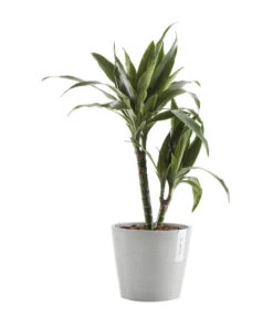 Ecopots Kunststoff-Topf Amsterdam Mit Wassersystem, Rund, Hellgrau -Ecopotos Geschaft 6614846 WE FS 002 EcopotsKunststoffTopfAmsterdammitWassersystemrundhellgrau