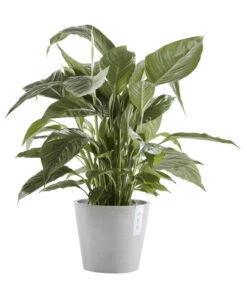 Ecopots Kunststoff-Topf Amsterdam Mit Wassersystem, Rund, Hellgrau -Ecopotos Geschaft 6614846 WE FS 003 EcopotsKunststoffTopfAmsterdammitWassersystemrundhellgrau