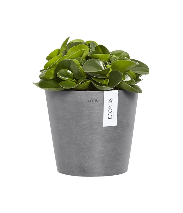 Ecopots Kunststoff-Topf Amsterdam Wall, Rund, Grau, Ca. Ø21,8/H17,5 Cm 5 Ecopots Kunststoff-Topf Amsterdam Wall, Rund, Grau, Ca. Ø21,8/H17,5 Cm – Bild 3