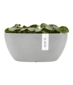 Ecopots Kunststoff-Schale Sofia Mit Wassersystem, Oval, Ca. B30/H13,5/T13 Cm -Ecopotos Geschaft 6614903 WE FS 004 EcopotsKunststoffSchaleSofiamitWassersystemoval