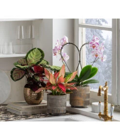 Dehner Beton-Übertopf Nola, Rund, Grau-kupfer -Ecopotos Geschaft 6732499 6732929 6784912 WE MO 001 TopfNolaGold