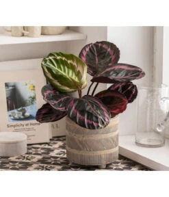 Dehner Beton-Übertopf Nola, Rund, Grau-kupfer -Ecopotos Geschaft 6732499 WE MO 004 TopfNolaGold