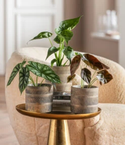 Dehner Beton-Übertopf Nola, Rund, Grau-kupfer -Ecopotos Geschaft 6732515 WE MO 001 GlamourPaketNola