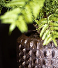 Fleur Ami Kunststoff-Topf Croc, Konisch, Bronze, Ca. Ø47/H56 Cm -Ecopotos Geschaft 6758999 WE MO 002 FleurAmiPflanzgefaessCroc