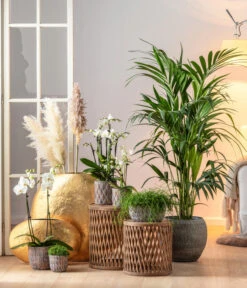 Schmetterlingsorchidee - Phalaenopsis Cultivars 8 Schmetterlingsorchidee - Phalaenopsis Cultivars -Ecopotos Geschaft 6835235 6835243 6835284 6835268 6835276 WE MO 001 TopfRipleyBroze