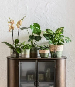 Schmetterlingsorchidee - Phalaenopsis Cultivars, Verschiedene Sorten 17 Schmetterlingsorchidee - Phalaenopsis Cultivars, Verschiedene Sorten -Ecopotos Geschaft 6842892 6735286 6842892 6842900 WE MO 001 KorbPhilGruen