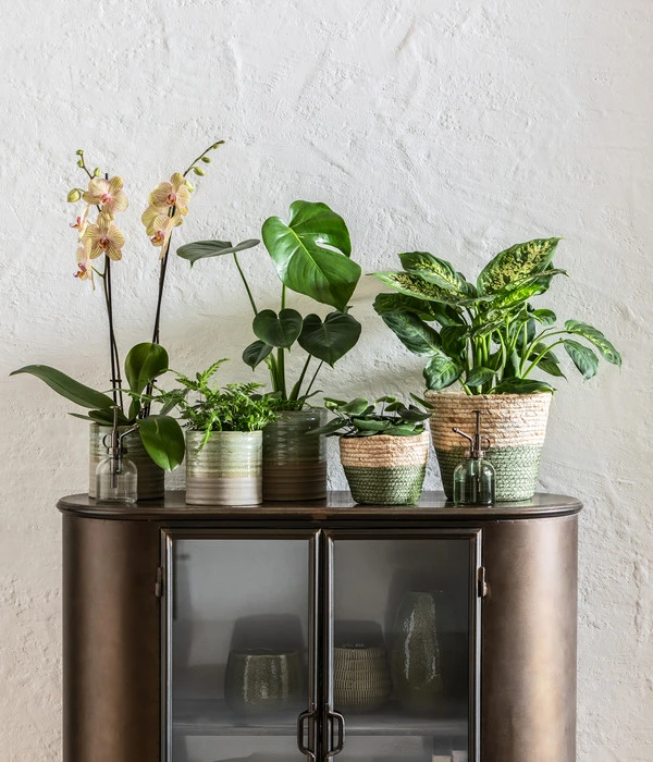 Schmetterlingsorchidee - Phalaenopsis Cultivars, Verschiedene Sorten 8 Schmetterlingsorchidee - Phalaenopsis Cultivars, Verschiedene Sorten – Bild 6