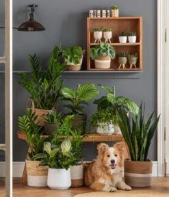 Dehner Jute-Korb Selin, Rund, Schwarz -Ecopotos Geschaft 6904304 6904809 WE MO 001 KorbPhilHarmony