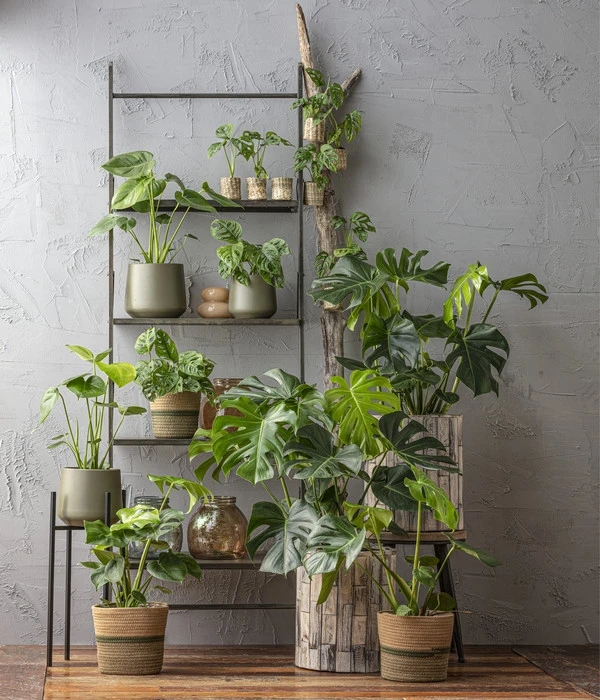 Fensterblatt - Monstera Deliciosa, Hydrokultur 4 Fensterblatt - Monstera Deliciosa, Hydrokultur – Bild 2