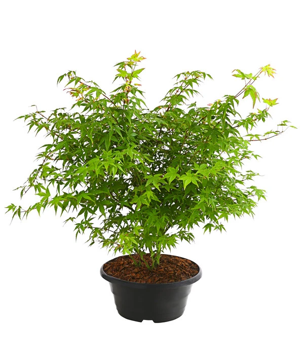 Fächerahorn 'Little Princess', Schale 3 Fächerahorn 'Little Princess', Schale