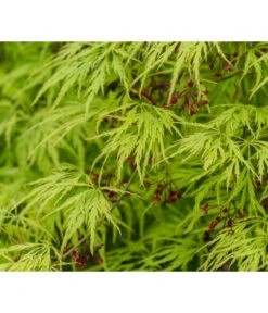 Grüner Schlitz-Ahorn 'Dissectum' -Ecopotos Geschaft 7017528 DE DE 001 AcerPalmatumDissectumSchlitzahorn