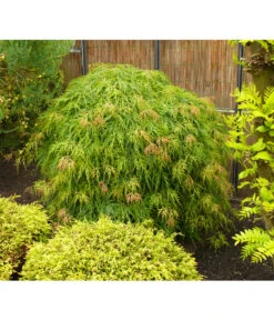 Grüner Schlitz-Ahorn 'Dissectum' -Ecopotos Geschaft 7017643 WE MO 002 AcerAhornDissectumViridisAllgreen