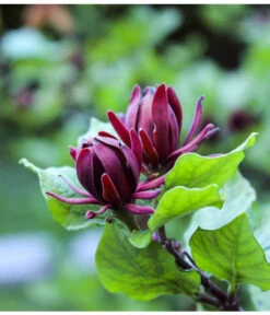 Roter Gewürzstrauch -Ecopotos Geschaft 7085632 WE DE 001 CalycanthusGewuerzstrauchPixabay