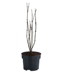 Roter Gewürzstrauch -Ecopotos Geschaft 7085632 WE FS 001 CalycanthusFloridusGewuerzstrauch3L