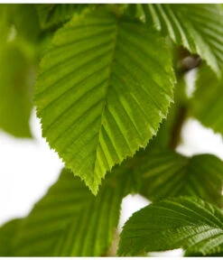 7 Meter Hainbuche, 14 X Ca. 200-225 Cm -Ecopotos Geschaft 7088883 WE DE 001 CarpinusBetulusHainbuche4LDehnerExpressZS