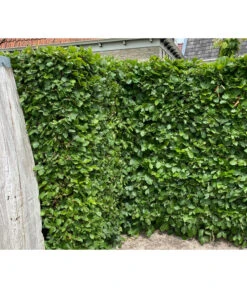 7,5 Meter Hainbuche, 30 X Ca. 150-175 Cm -Ecopotos Geschaft 7089188 WE MO 002 HainbuchenCarpinusBetulus2l 1