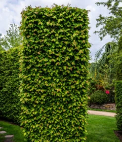 2-3 Meter Hainbuche, 10 X Ca. 50-60 Cm 8 2-3 Meter Hainbuche, 10 X Ca. 50-60 Cm -Ecopotos Geschaft 7089188 WE MO Luckner Hecke CarpinusBetulusHainbuche 2