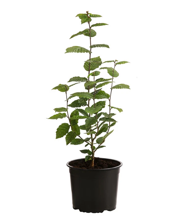 2-3 Meter Hainbuche, 10 X Ca. 50-60 Cm 4 2-3 Meter Hainbuche, 10 X Ca. 50-60 Cm – Bild 2