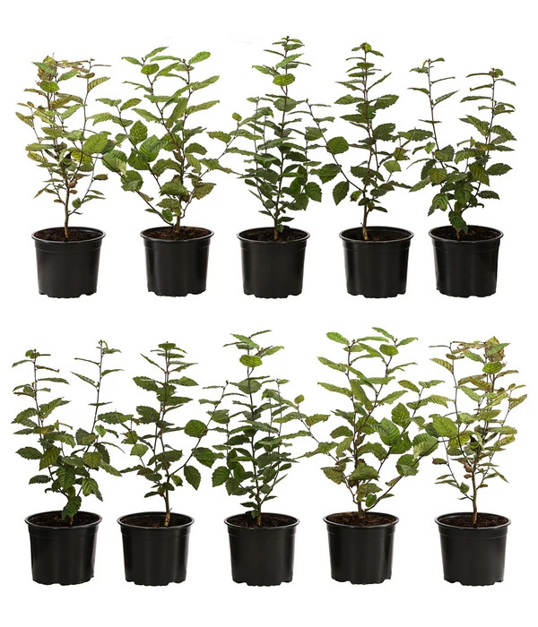 2-3 Meter Hainbuche, 10 X Ca. 50-60 Cm 3 2-3 Meter Hainbuche, 10 X Ca. 50-60 Cm