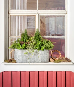 Efeu, Grün 10 Efeu, Grün -Ecopotos Geschaft 7107303 WE MO 001 ScheinzypresseChamaecyparislawsonianaEfeu