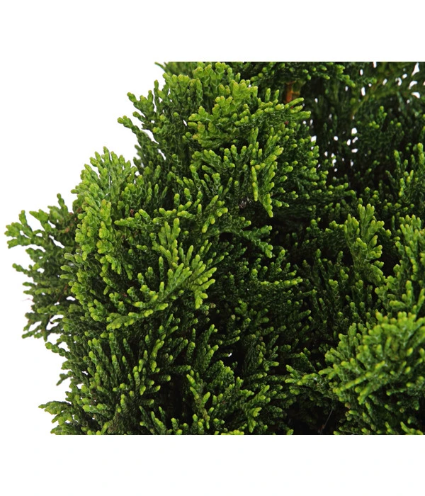 Zwerg-Muschelzypresse 'Nana Gracilis' 5 Zwerg-Muschelzypresse 'Nana Gracilis' – Bild 3