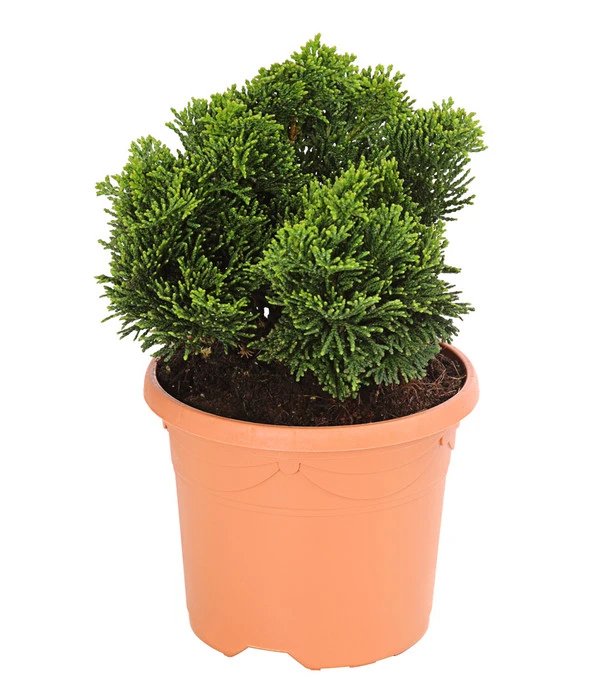 Zwerg-Muschelzypresse 'Nana Gracilis' 3 Zwerg-Muschelzypresse 'Nana Gracilis'