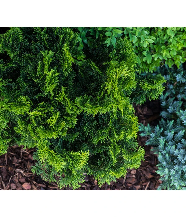 Zwerg-Muschelzypresse 'Nana Gracilis' 4 Zwerg-Muschelzypresse 'Nana Gracilis' – Bild 2