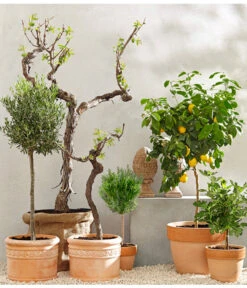 XXL Weinrebenstamm, Ca. 200-220 Cm, Verschiedene Sorten -Ecopotos Geschaft 7120389 PR MO 001 MediterranGC10retusch