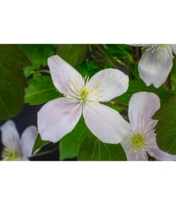 Anemonen-Waldrebe - Clematis -Ecopotos Geschaft 7125636 WE DE 001 ClematisMontanaBergWaldrebe2L