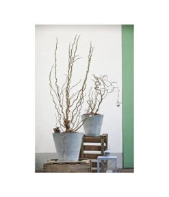 Korkenzieher-Hasel 'Contorta' 9 Korkenzieher-Hasel 'Contorta' -Ecopotos Geschaft 7137805 PR MO 001 CorylusKorkenzieherhaselAvellanaTwister10LHelleborusshootingDehnerExpressHerzig