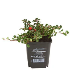 Zwergmispel 'Streibs Findling'