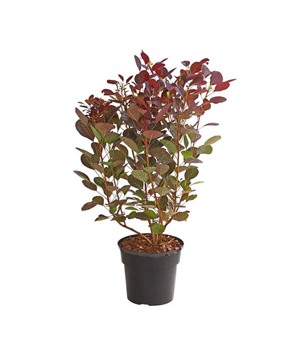 Roter Zwerg-Perückenstrauch 'Lilla' 3 Roter Zwerg-Perückenstrauch 'Lilla'