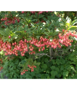 Prachtglocke 9 Prachtglocke -Ecopotos Geschaft 7170749 BildD 001 PrachtglockeEnkianthusCampanulatus