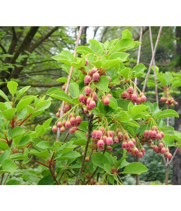 Prachtglocke 3 Prachtglocke