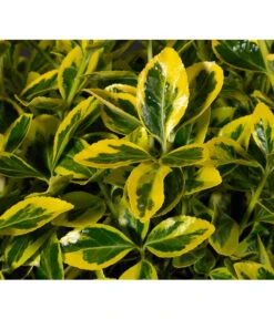 Japanischer Kriech-Spindelstrauch 'Marieke'