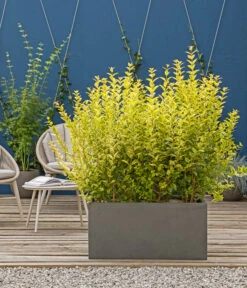 Japanischer Kriech-Spindelstrauch 'Marieke' 7 Japanischer Kriech-Spindelstrauch 'Marieke' -Ecopotos Geschaft 7178619 WE MO 001 JapanischerSpindelstrauchGruenerSichtschutz