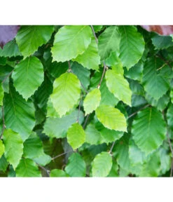 13 Meter Rotbuche, 40 X 175-200 Cm 11 13 Meter Rotbuche, 40 X 175-200 Cm -Ecopotos Geschaft 7185077 FagusSylvaticaDetailLuckner 1