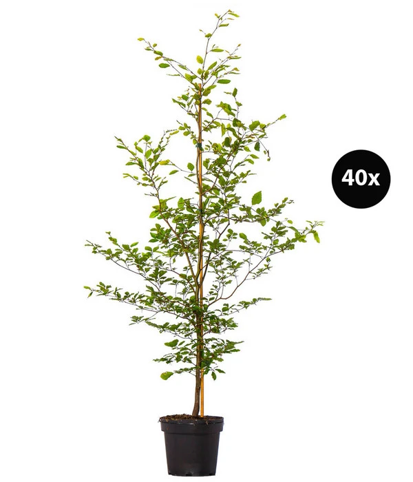 13 Meter Rotbuche, 40 X 175-200 Cm 3 13 Meter Rotbuche, 40 X 175-200 Cm