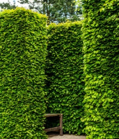 6 Meter Rotbuche, 20 X Ca. 150-175 Cm -Ecopotos Geschaft 7185093 WE MO 002 RotbucheFagusSylvatica