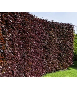 10 Meter Blutbuche ‘Purpurea‘, 50 X 100-125 Cm 8 10 Meter Blutbuche ‘Purpurea‘, 50 X 100-125 Cm -Ecopotos Geschaft 7185523 WE MO 001 FagusSylvaticaPurpureaLuckner