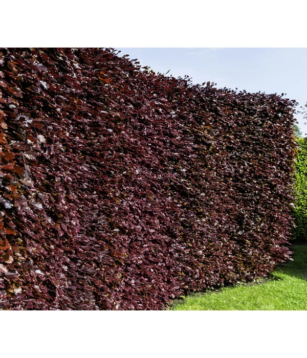 10 Meter Blutbuche ‘Purpurea‘, 50 X 100-125 Cm 5 10 Meter Blutbuche ‘Purpurea‘, 50 X 100-125 Cm – Bild 3