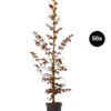 10 Meter Blutbuche ‘Purpurea‘, 50 X 100-125 Cm -Ecopotos Geschaft 7185531 WE FS 002 BlutbuchePurpurea50x