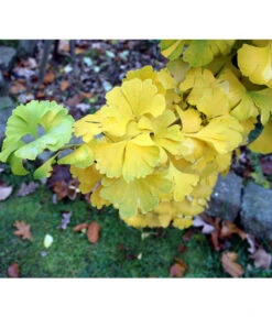 Ginkgobaum - Fächerblattbaum 'Mariken' -Ecopotos Geschaft 7196207 PR DE 001 GinkgoMarikenPixabay