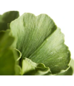 Ginkgobaum - Fächerblattbaum 'Mariken' -Ecopotos Geschaft 7196207 WE DE 001 GinkgoBilobaMariken2lDehnerExpressZS