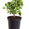 Ginkgobaum - Fächerblattbaum 'Mariken' 1 Ginkgobaum - Fächerblattbaum 'Mariken' -Ecopotos Geschaft 7196207 WE FS 001 GinkgoBilobaMariken2lDehnerExpressZS