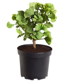 Ginkgobaum - Fächerblattbaum 'Mariken'