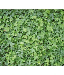 Efeu, Grün 11 Efeu, Grün -Ecopotos Geschaft 7207871 BildD 001 GewoehnlicherEfeuHedHelix