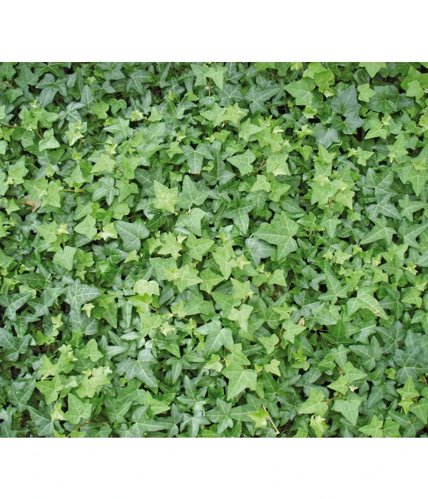Efeu, Grün 7 Efeu, Grün – Bild 5