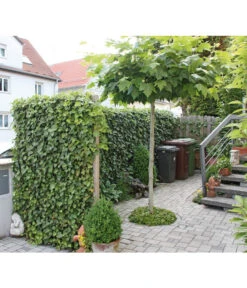 Hecke Am Laufenden Meter® 'Woerneri' - Efeu, Ca. 200 Cm -Ecopotos Geschaft 7208309 BildM 002 HederaHelixWoerneriHeckeAmLaufendenMeter