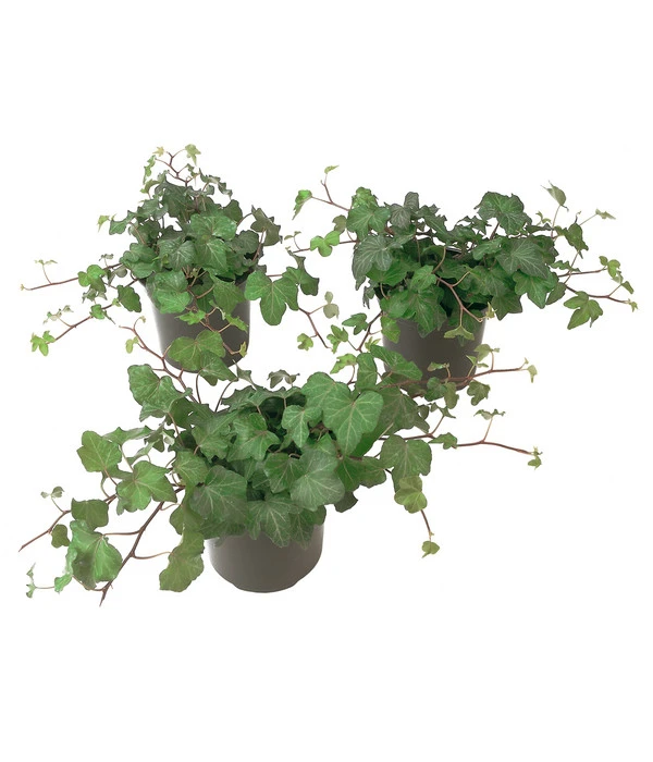 Efeu, Grün 4 Efeu, Grün – Bild 2